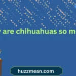 why are chihuahuas so mean