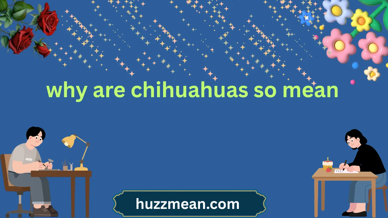 why are chihuahuas so mean